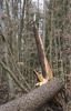 baum